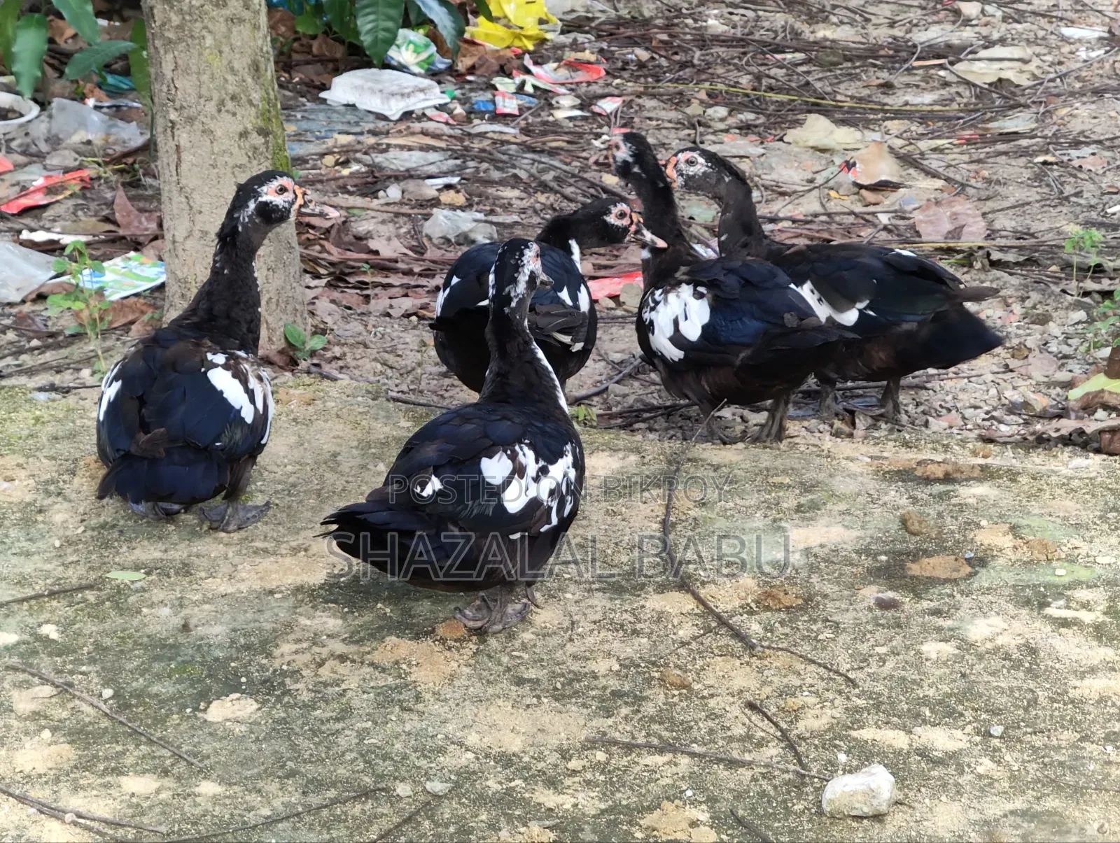 7 Chinese Ducks