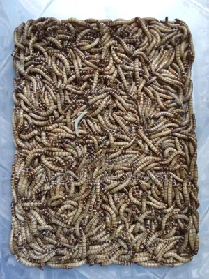 বিটল লার্ভা (৫০ পিসের দাম)