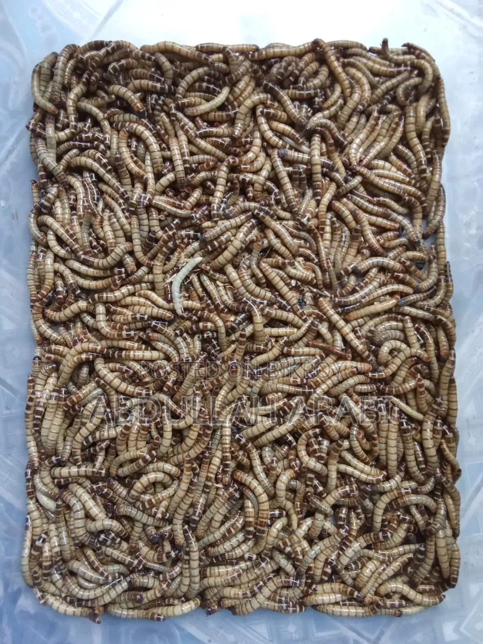 বিটল লার্ভা (৫০ পিসের দাম)