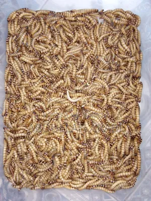 বিটল লার্ভা (৫০ পিসের দাম)