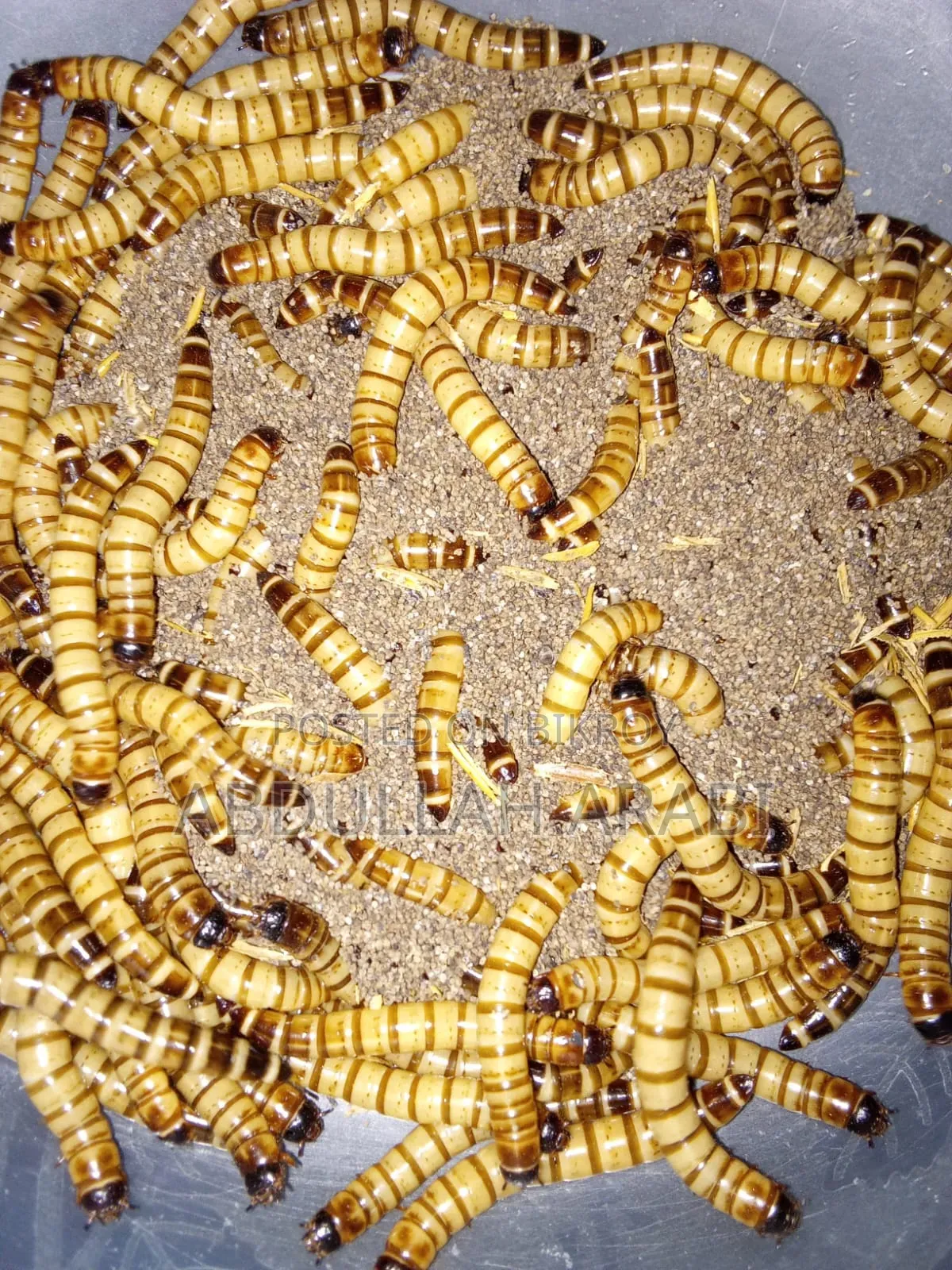 বিটল লার্ভা (৫০ পিসের দাম)