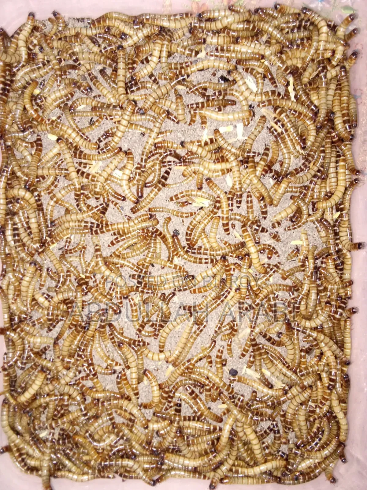 বিটল লার্ভা (৫০ পিসের দাম)