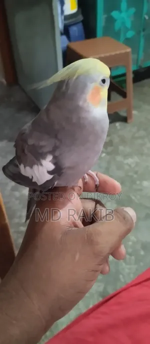 Selling a Tamed Cockatiel Bird