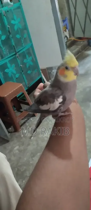 Selling a Tamed Cockatiel Bird