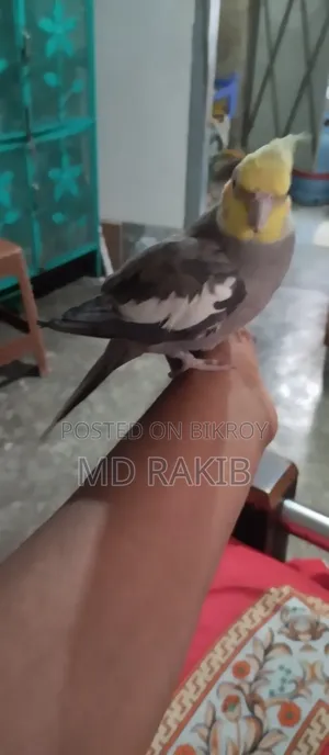 Selling a Tamed Cockatiel Bird