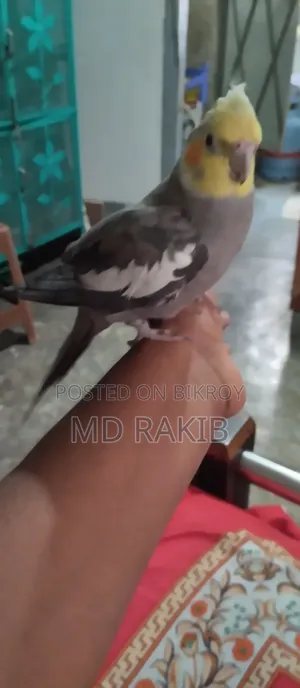 Selling a Tamed Cockatiel Bird
