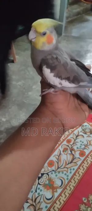 Selling a Tamed Cockatiel Bird