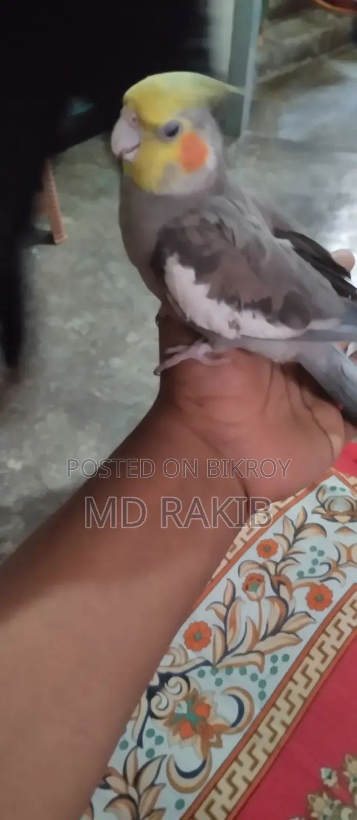 Selling a Tamed Cockatiel Bird
