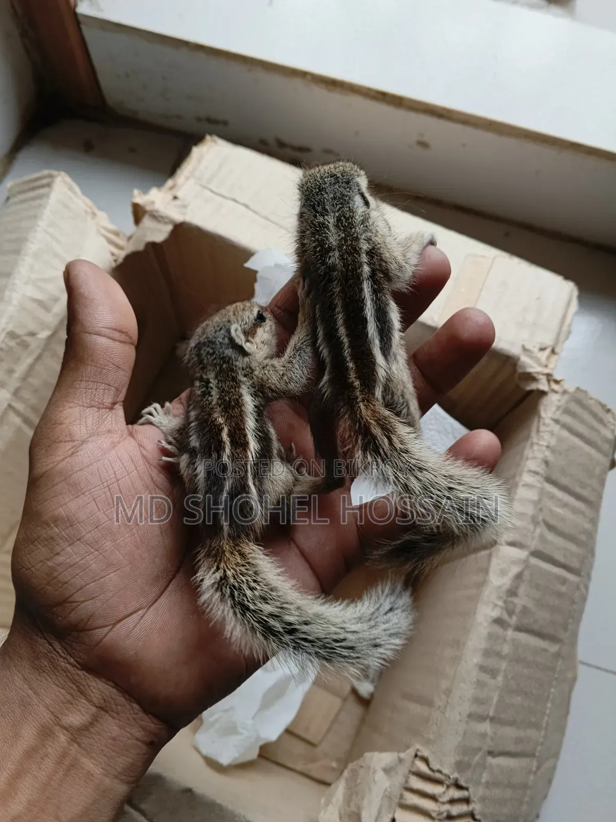 Squirrel