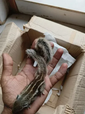 Squirrel
