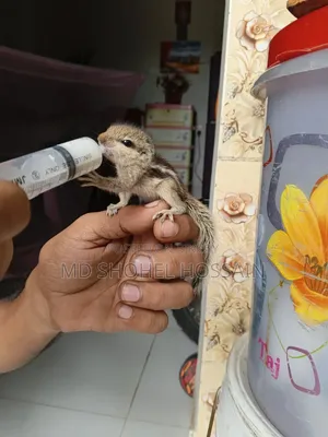 Squirrel