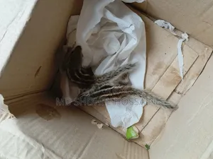 Squirrel