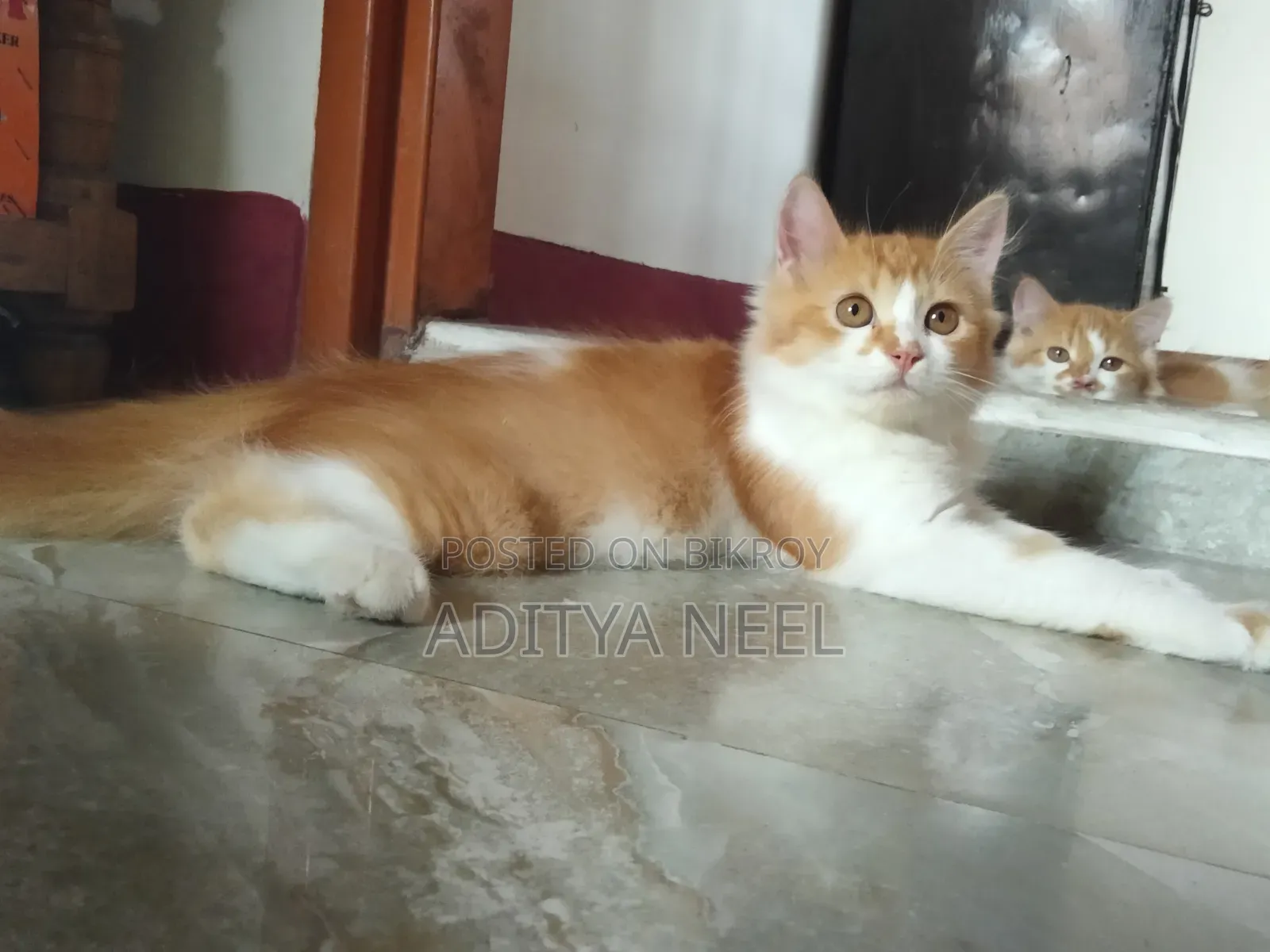 ৩-৬ মাসের পুরুষ খাঁটি পার্সিয়ান বিড়াল
