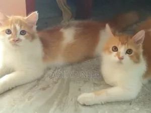 ৩-৬ মাসের পুরুষ খাঁটি পার্সিয়ান বিড়াল