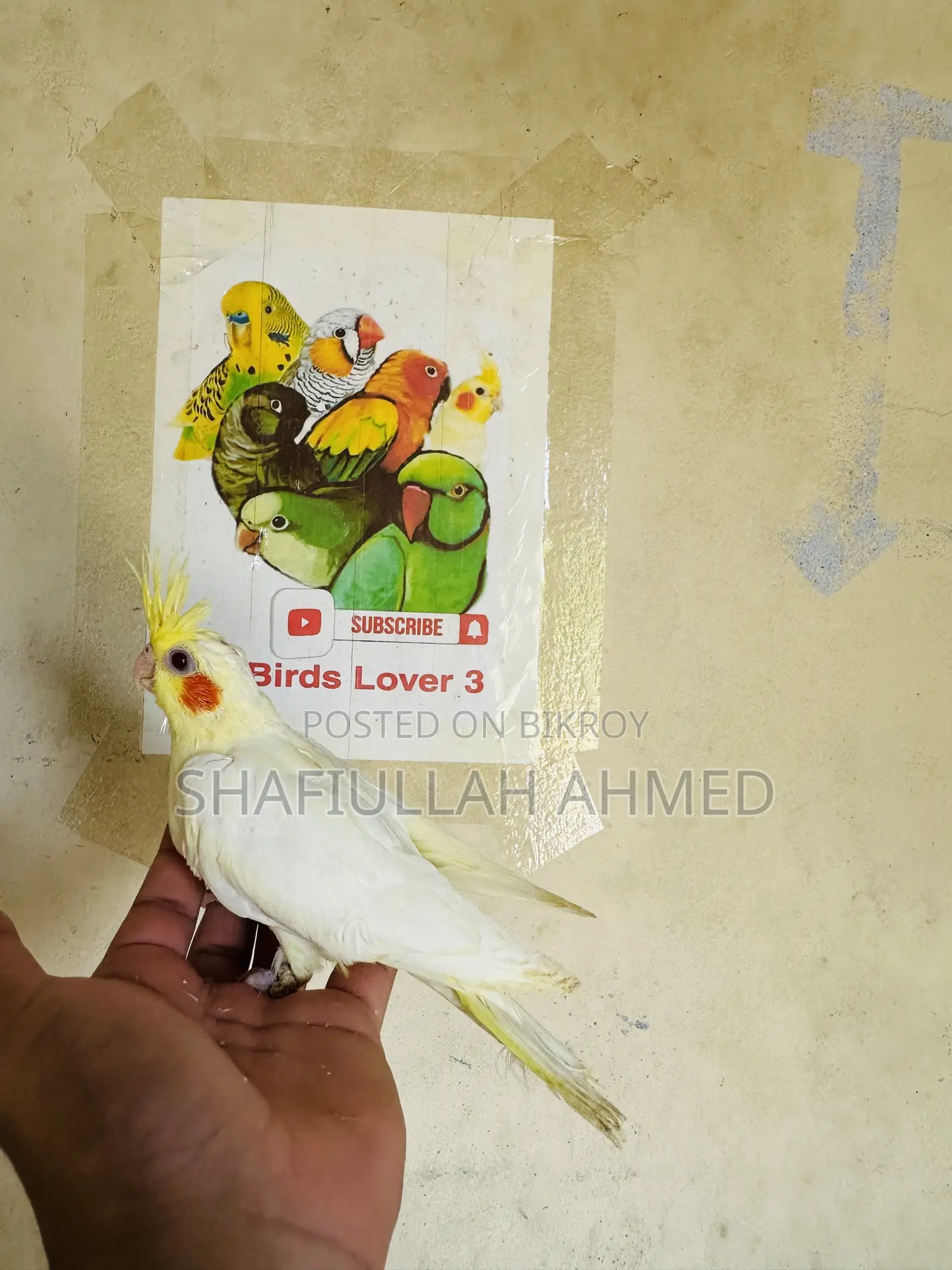 ককাটেল ককাটেল পাখি।