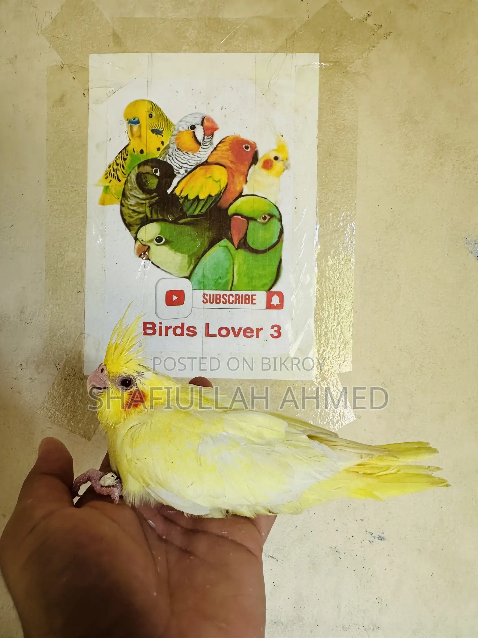 ককাটেল ককাটেল পাখি।