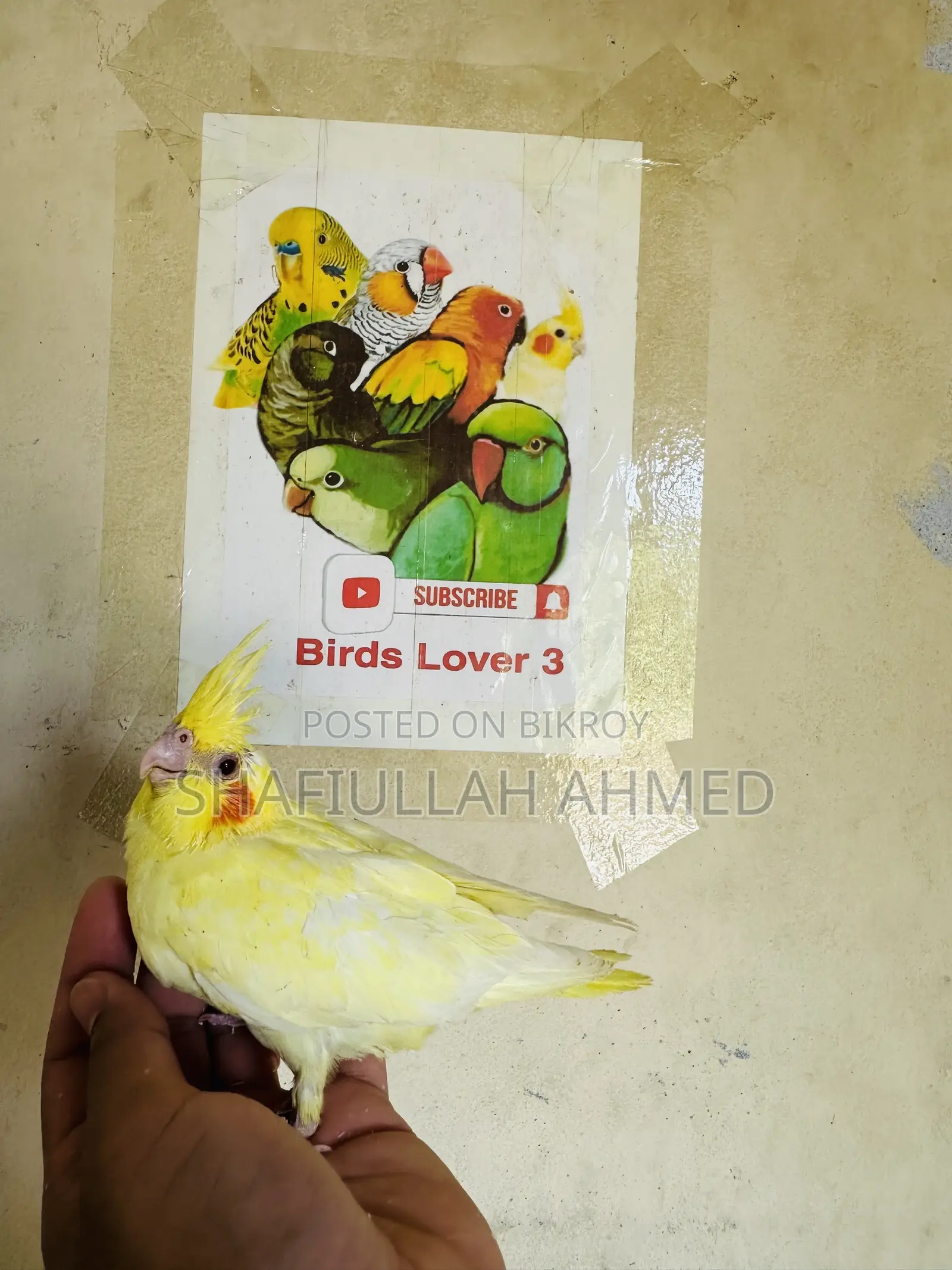ককাটেল ককাটেল পাখি।