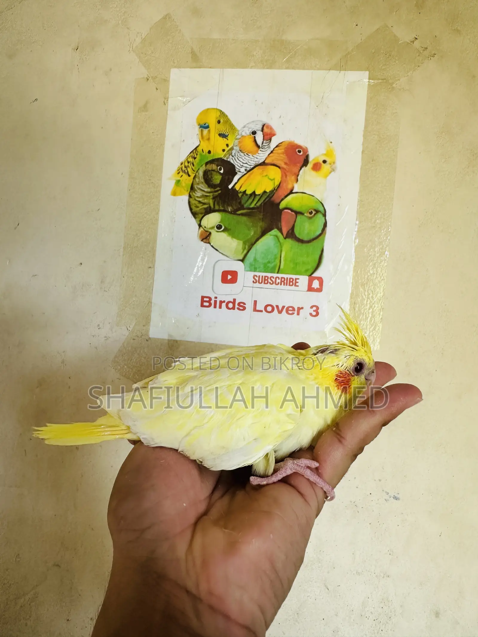 ককাটেল ককাটেল পাখি।