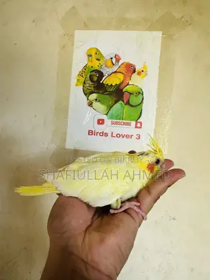 ককাটেল ককাটেল পাখি।
