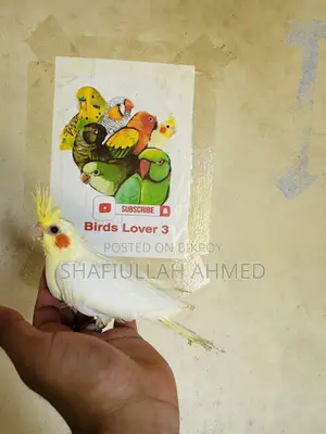ককাটেল ককাটেল পাখি।