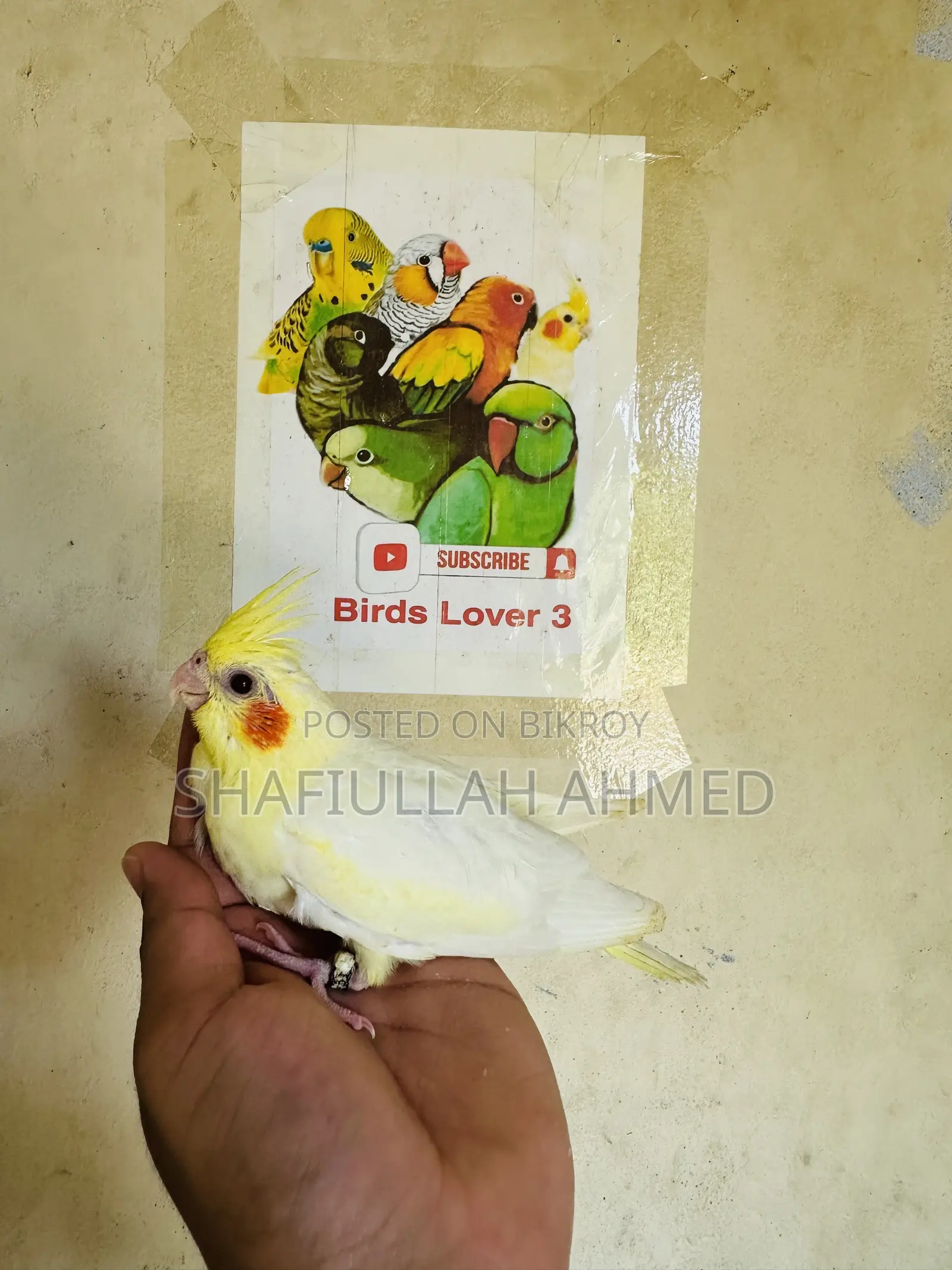 ককাটেল ককাটেল পাখি।