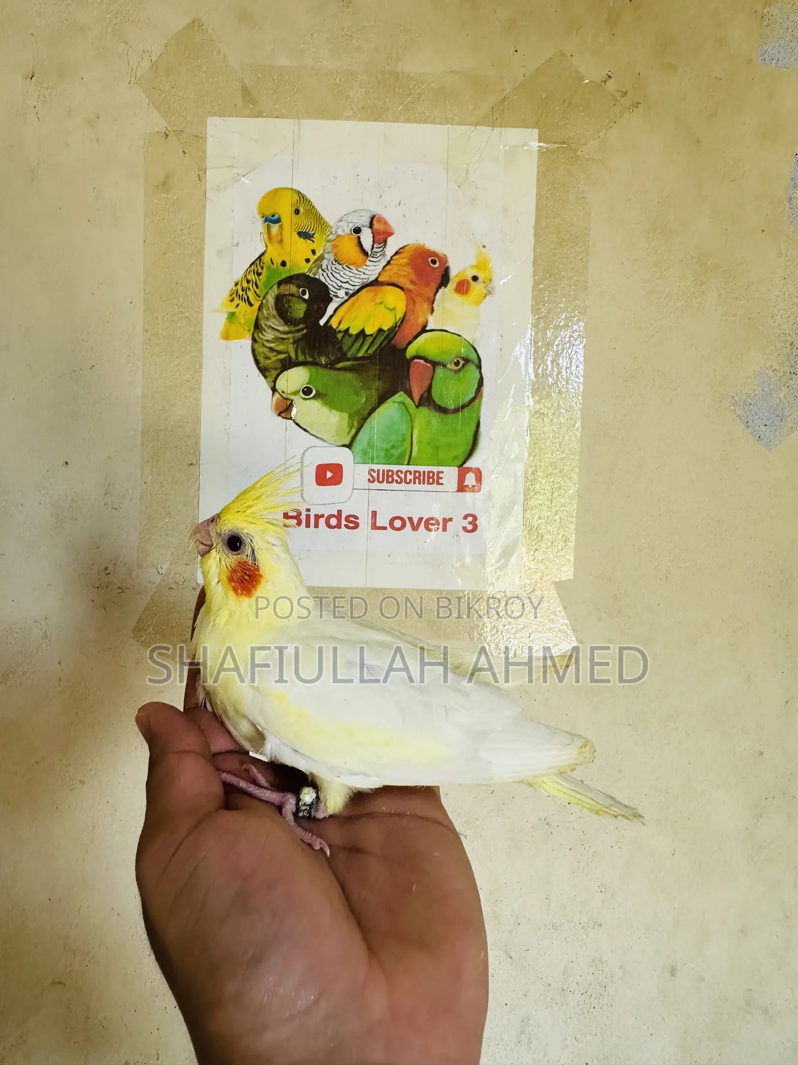 ককাটেল ককাটেল পাখি।