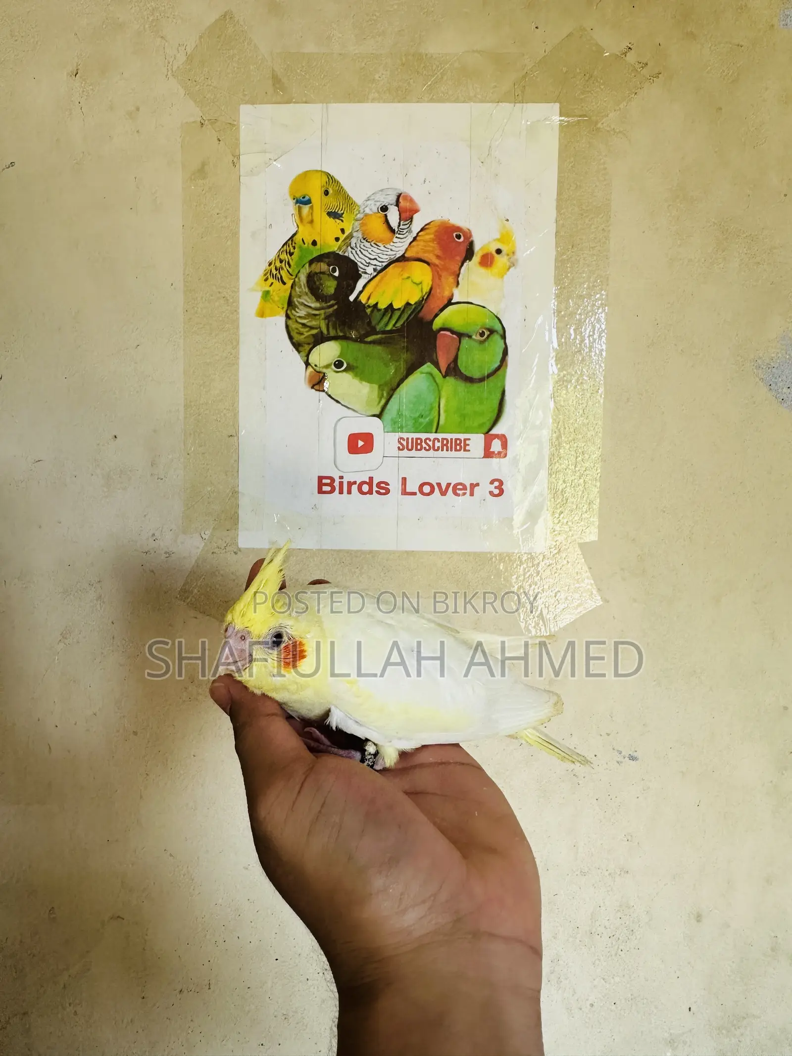 ককাটেল ককাটেল পাখি।