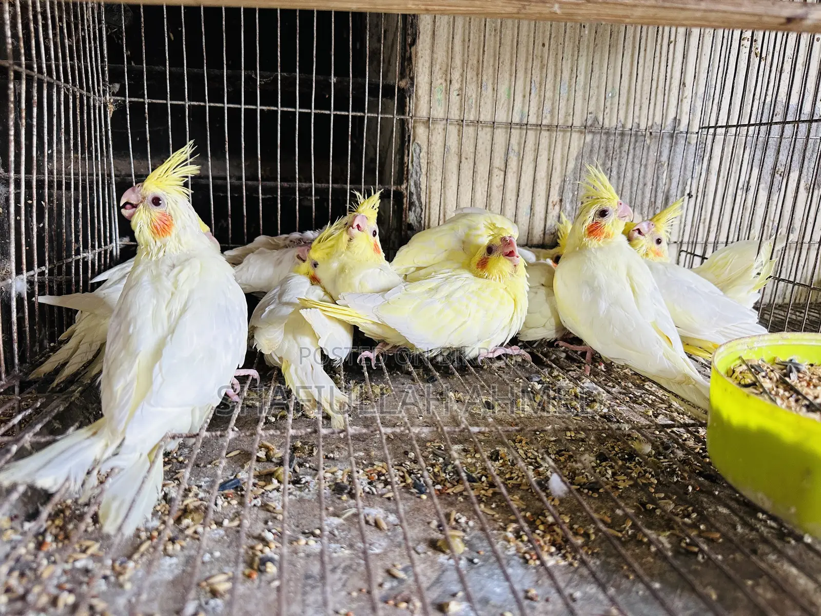 ককাটেল ককাটেল পাখি।