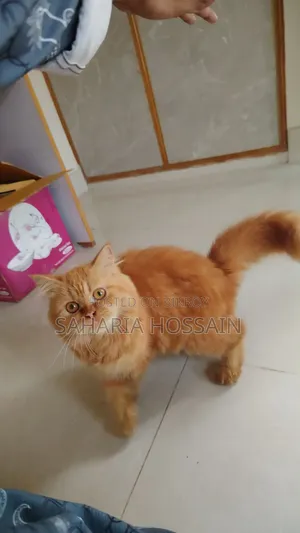 ৩-৬ মাসের ফিমেল পিউরব্রেড পার্সিয়ান
