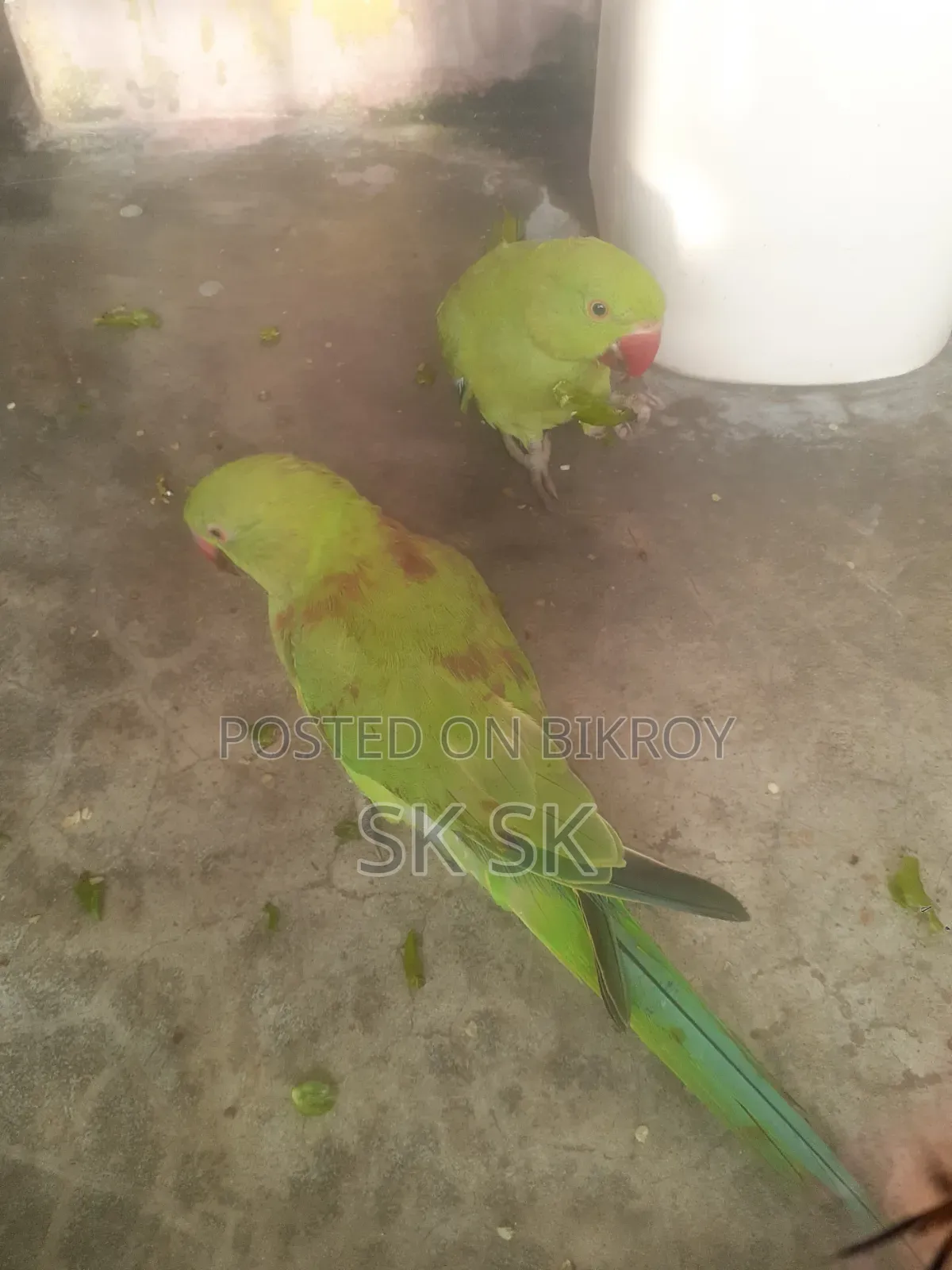 রিংনেট পাখি