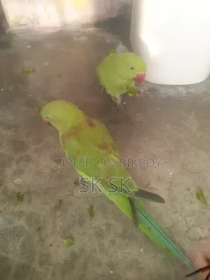 রিংনেট পাখি