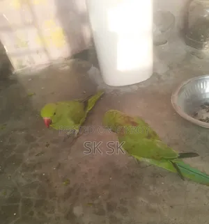 রিংনেট পাখি