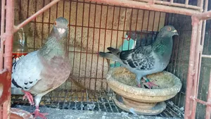 Pigeon for Sale