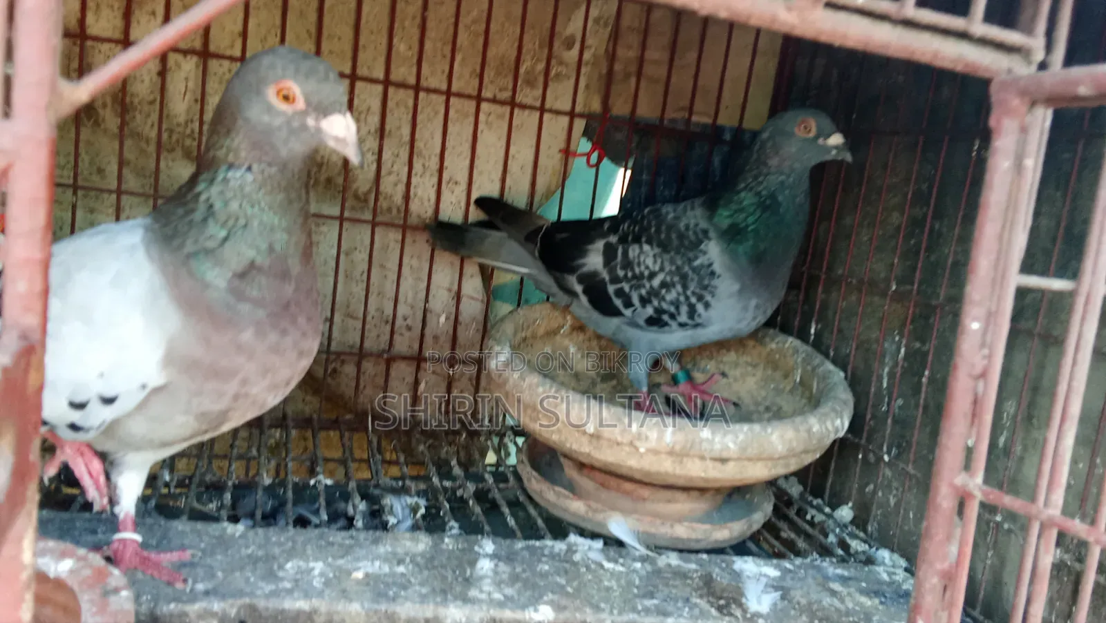 Pigeon for Sale