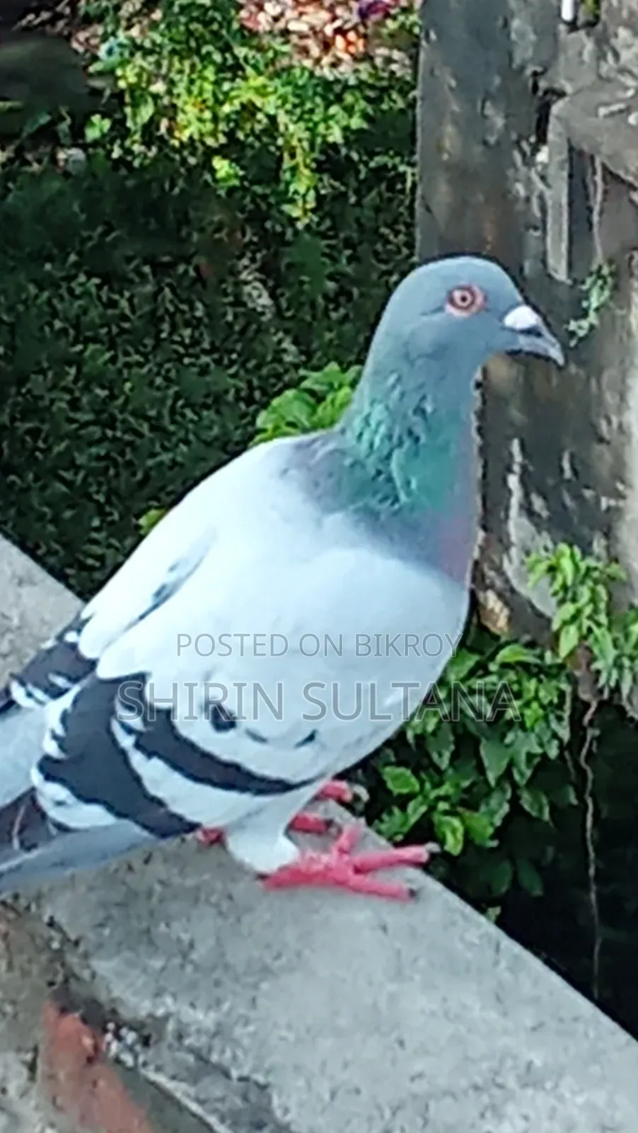 Pigeon for Sale