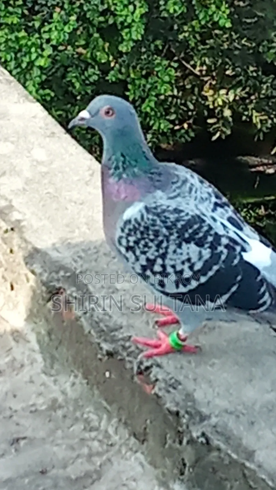 Pigeon for Sale