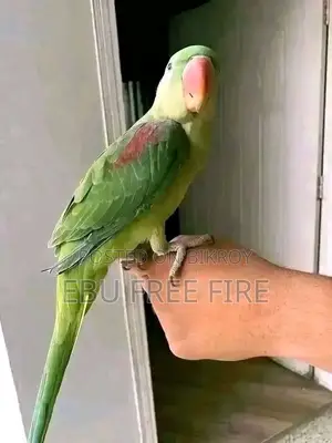 Chandana Parakeet,