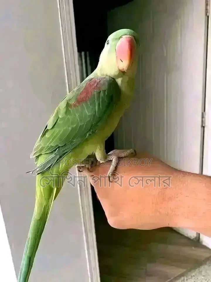 Chandana Parakeet,
