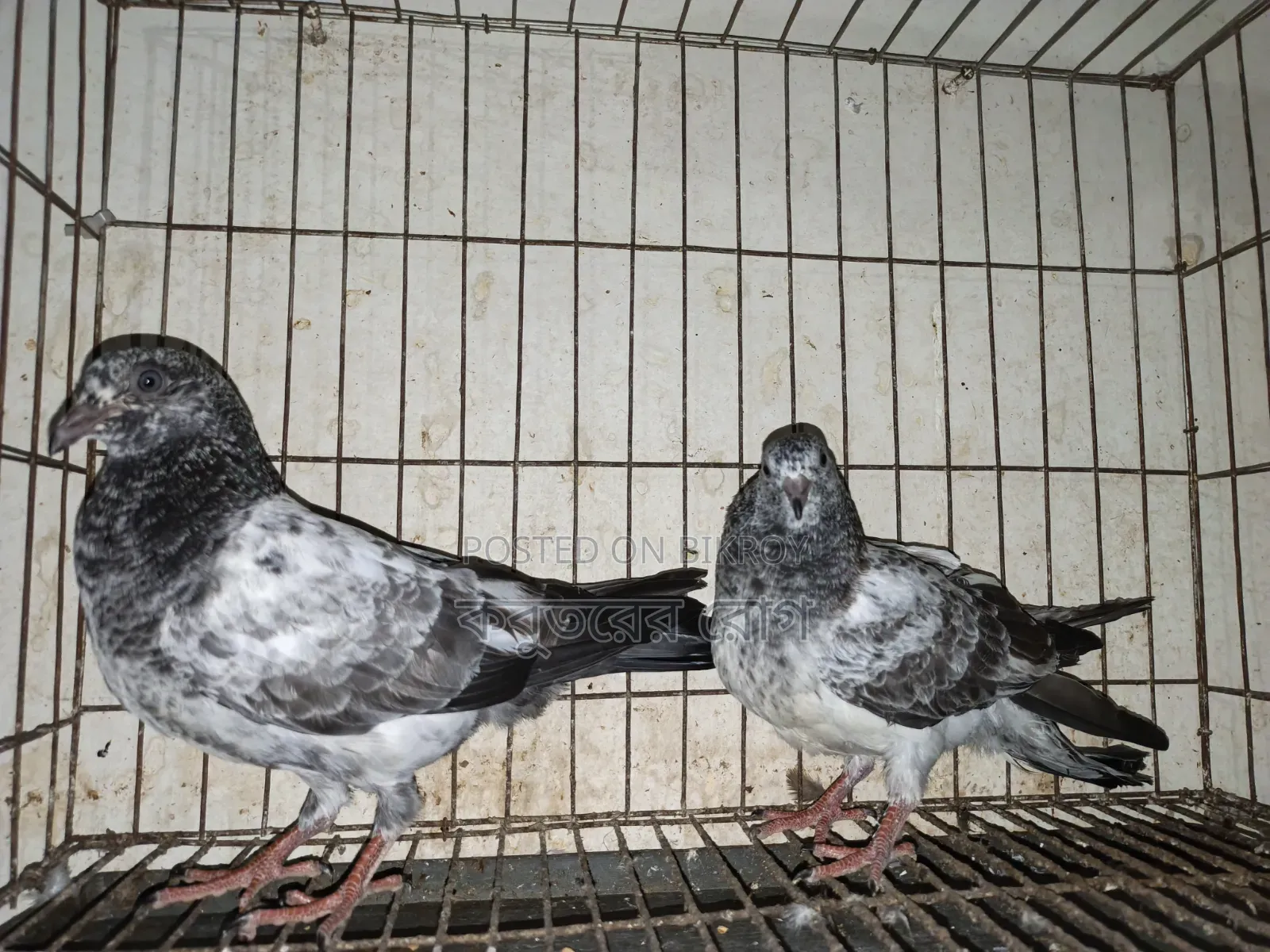 Giribaz Silver High Flyer Pigeon