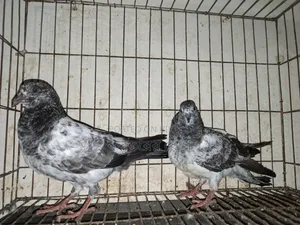 Giribaz Silver High Flyer Pigeon