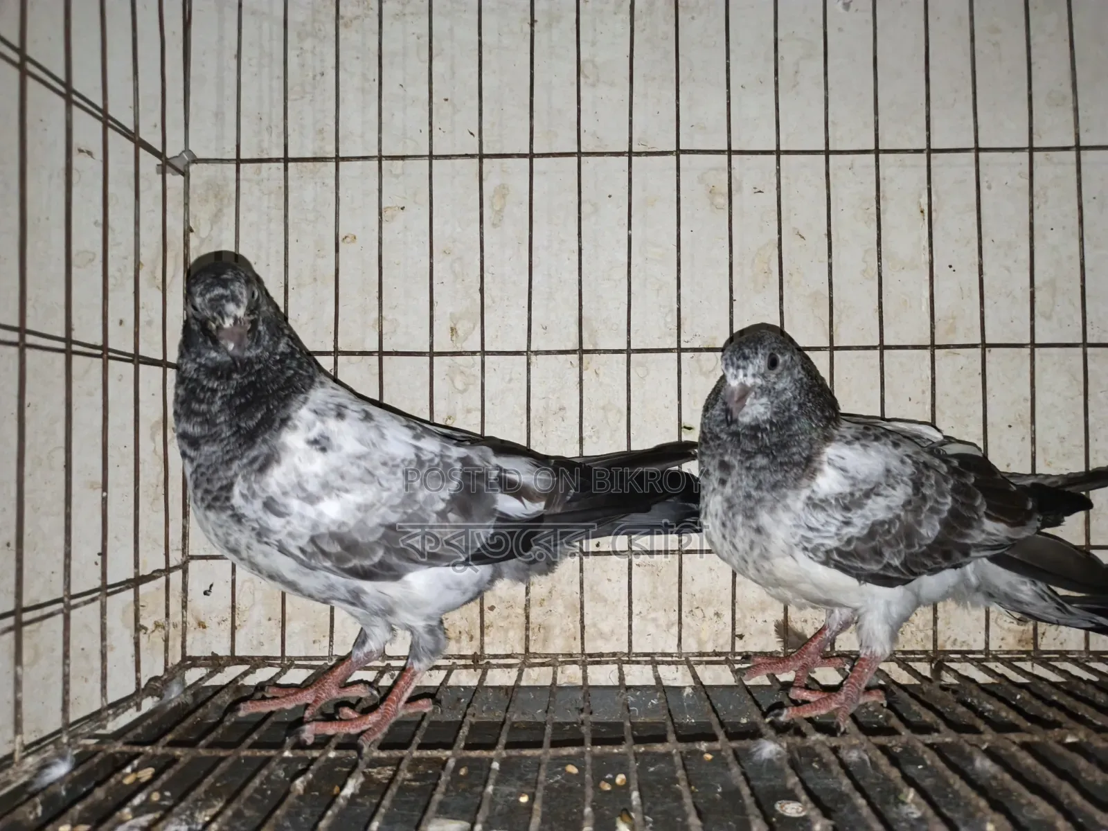 Giribaz Silver High Flyer Pigeon