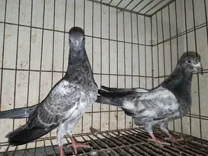 Giribaz Silver High Flyer Pigeon