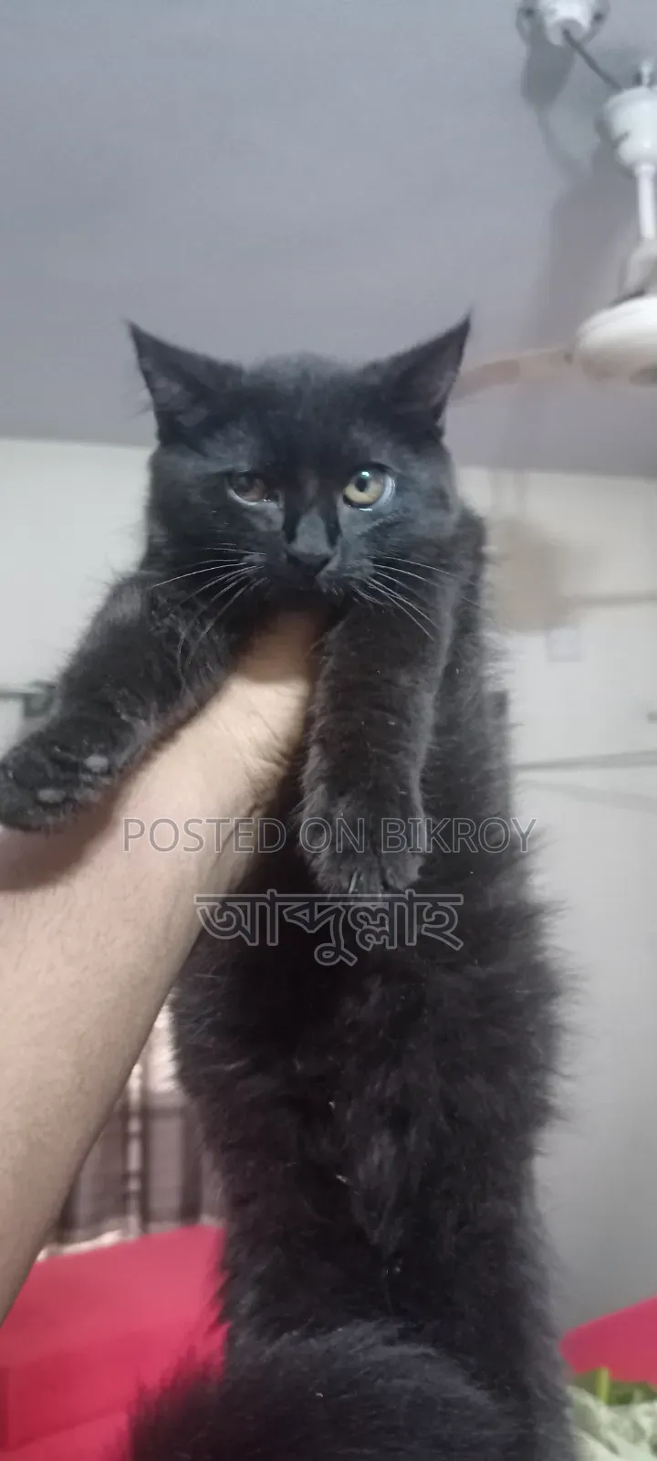 3-6 Months Female Mixed Breed Persian