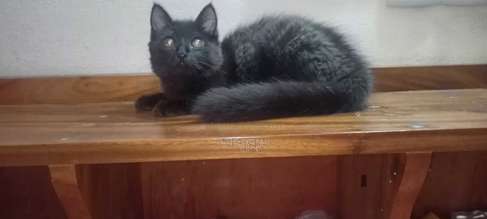 3-6 Months Female Mixed Breed Persian