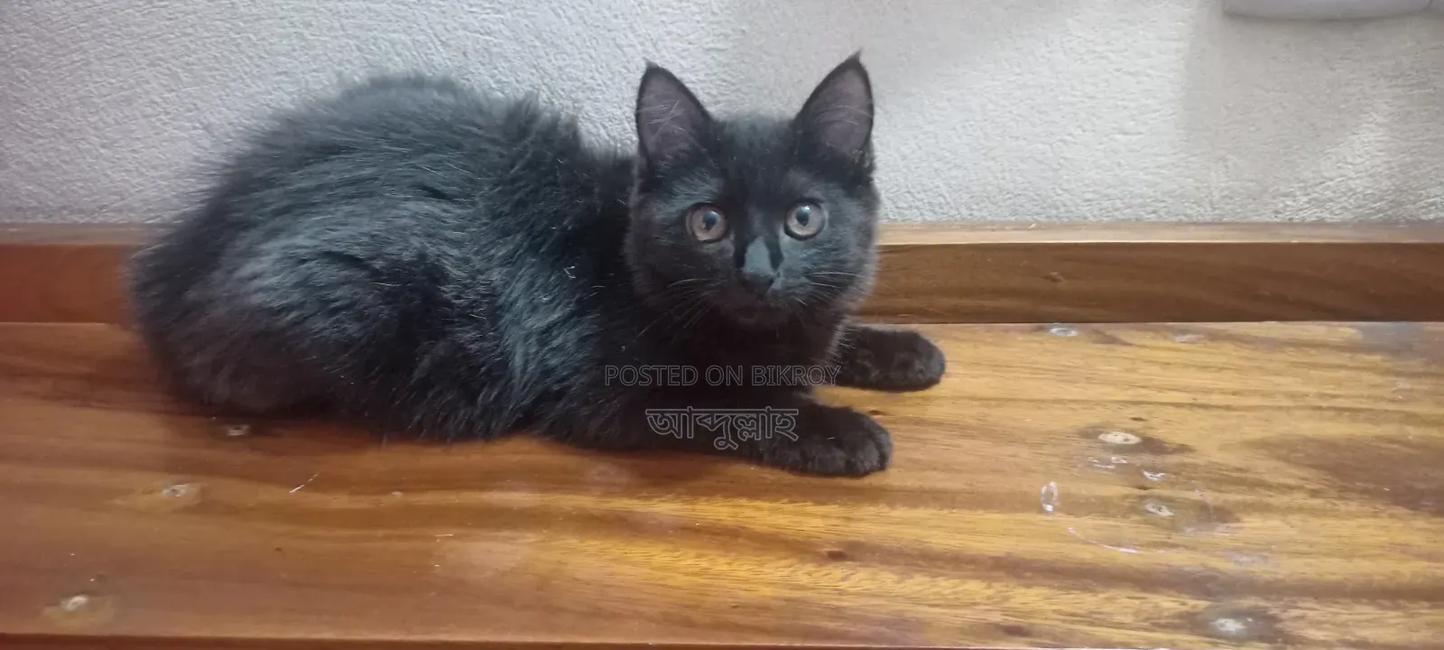 3-6 Months Female Mixed Breed Persian