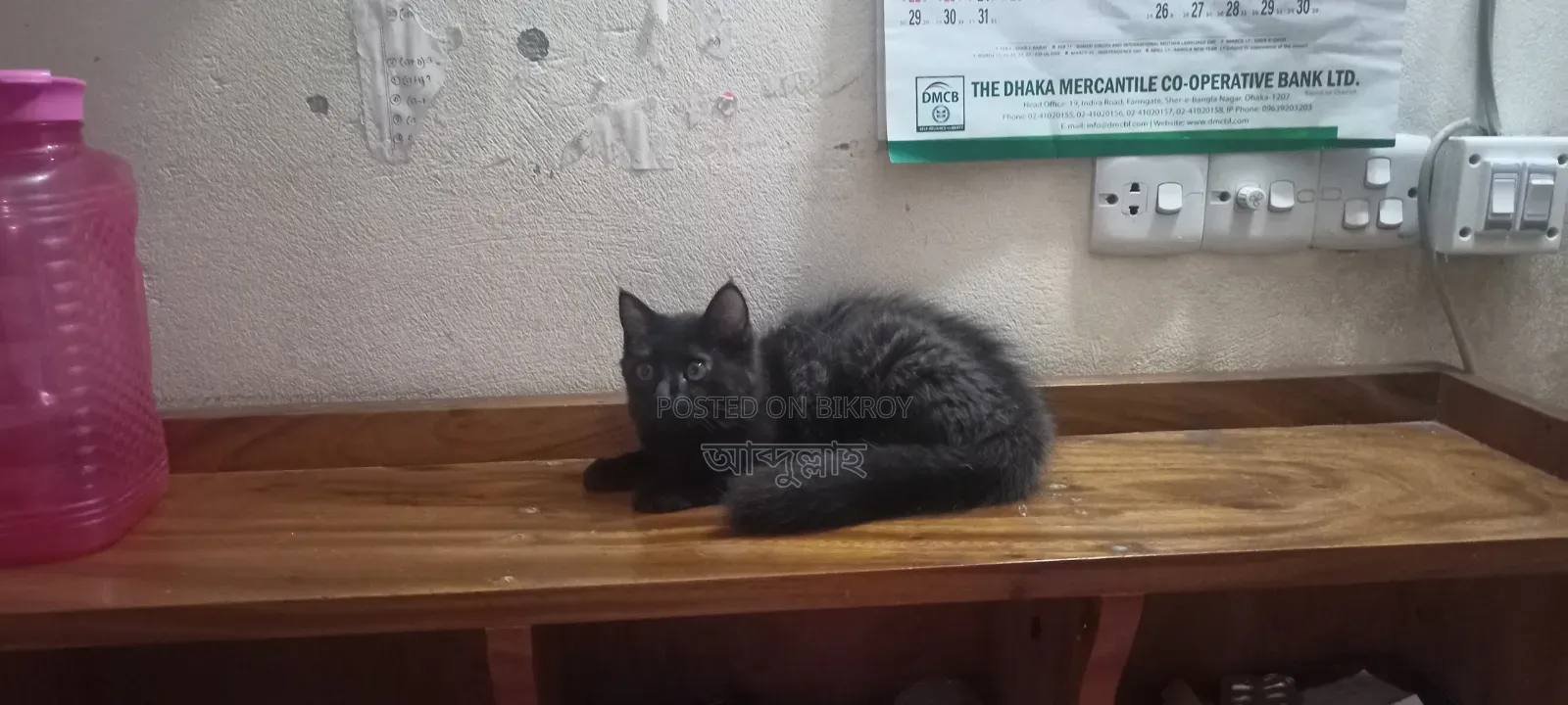 3-6 Months Female Mixed Breed Persian