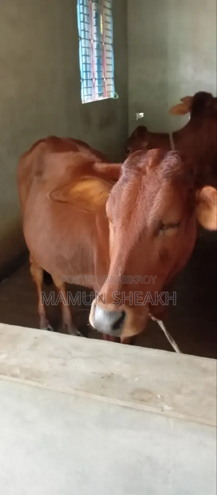 Four Heifer Calves