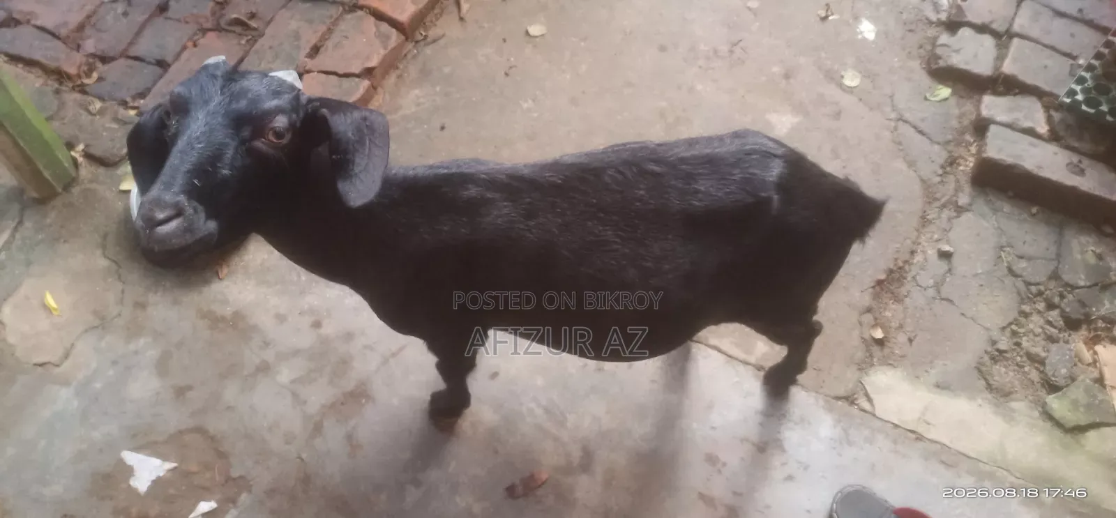 ব্লাক ব্যঙ্গল ছাগল বিক্রি হবে