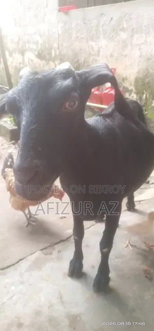 ব্লাক ব্যঙ্গল ছাগল বিক্রি হবে