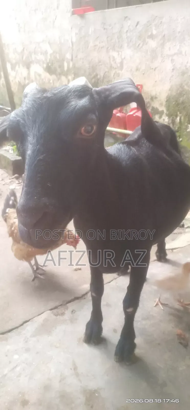 ব্লাক ব্যঙ্গল ছাগল বিক্রি হবে